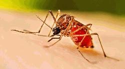 ডেঙ্গু আক্রান্ত হয়ে হাসপাতালে ভর্তি ৬৫৯