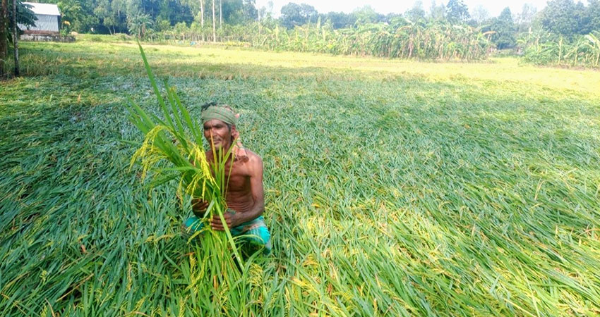 জলঢাকায় ঝোড়ো বৃষ্টিতে আমন ধান ও শীতকালীন সবজির ব্যাপক ক্ষতি