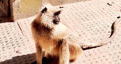 হিলিতে বিভিন্ন সরকারি অফিসে ঘুরে বেড়াচ্ছে মুখপোড়া হনুমান