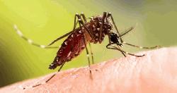 ডেঙ্গুতে আরও ২ জনের মৃত্যু, হাসপাতালে ৭০৫