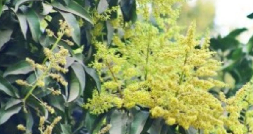 মুকুলের পাগল করা ঘ্রাণ ছড়িয়ে পড়ছে বাতাসে 